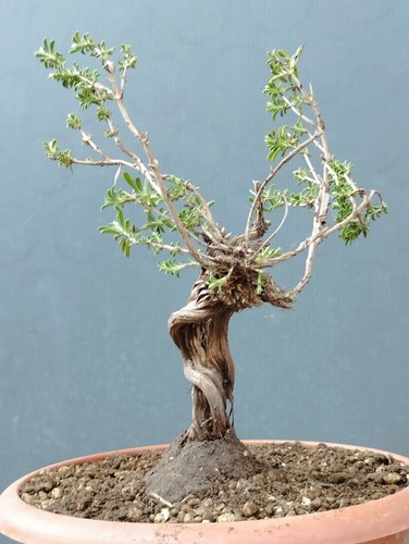 Bonsai timo mediterraneo - bonsai,