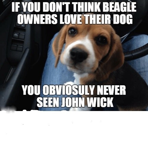 Funny beagle magnete - funny,