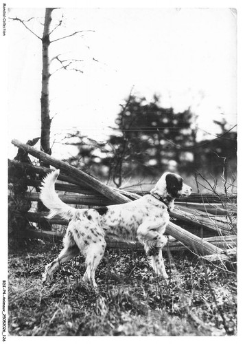 Bdip4 0305 animaux - -, cani