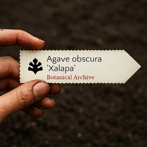 Agave obscura xalapa seeds - agave,