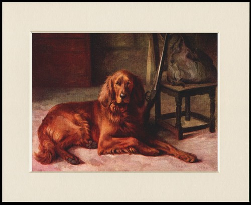 Setter irlandese cane stampa - irlandese,