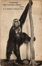 CPA Paris 5e-Orangutang-Simia sumatranus deliensis (324335)