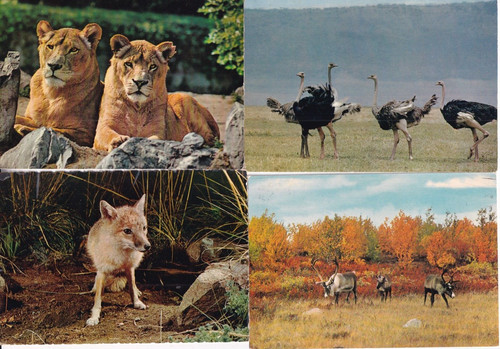 Animali lotto 26 cartoline - animali,