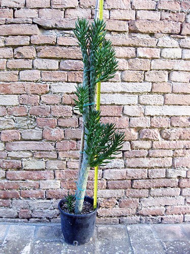 Austrocylindropuntia subulata