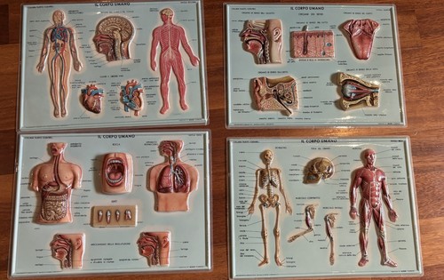 Corpo umano plastici - umano,