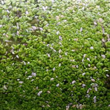 Lemna Minor - lenticchia