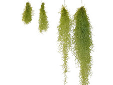 Tillandsia del deserto