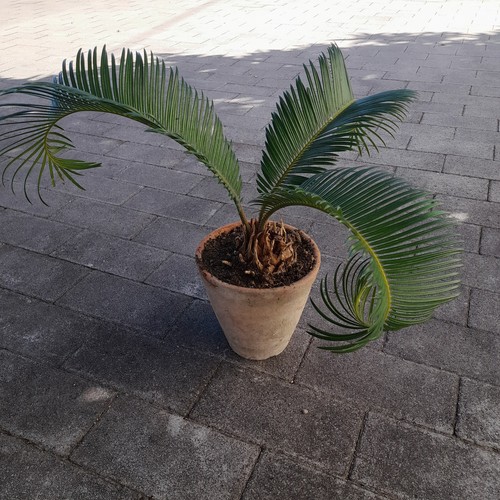 Cycas revoluta pianta - , da