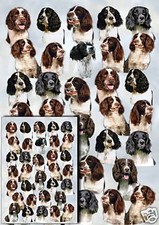 Carta regalo cane - , springer
