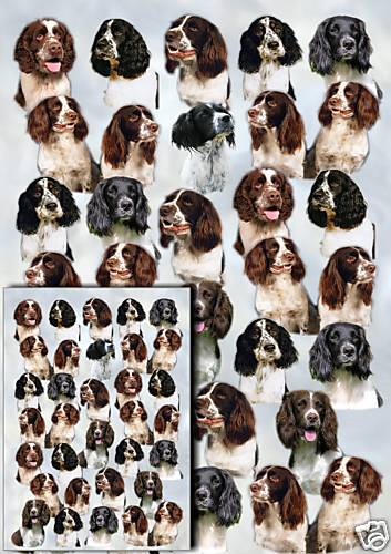 Carta regalo cane springer - carta,