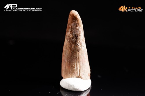 Dente fossile pterosauro - dente, di