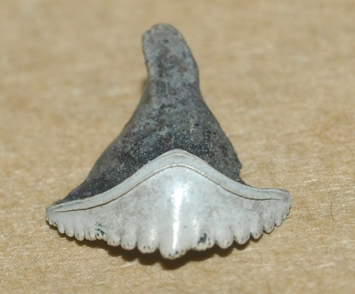 Raro dente pesce - dente, di