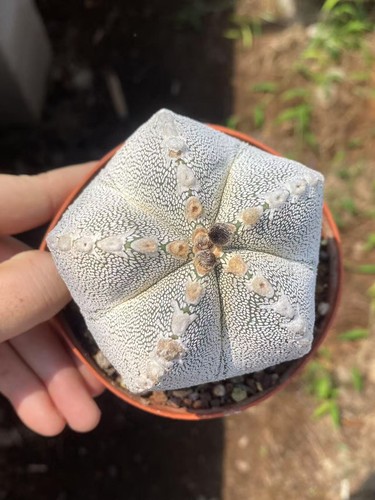 Rara pianta succulenta - rara,