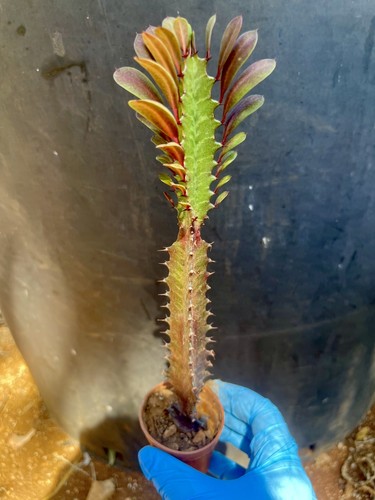 Euphorbia trigona rubra - rubra, –