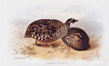 Quaglia Dipinta Del Nord