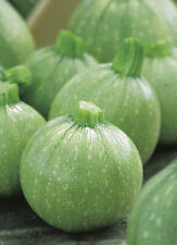 15 BELLI SEMI DI ZUCCHINA ROTONDI LEGGERI + OMAGGIO