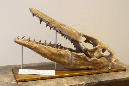 Limited edition mosasaurus - edition,