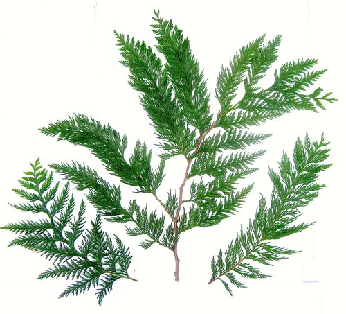 Libbre rami di - di,