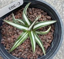 Vendita raro cactus agave VR