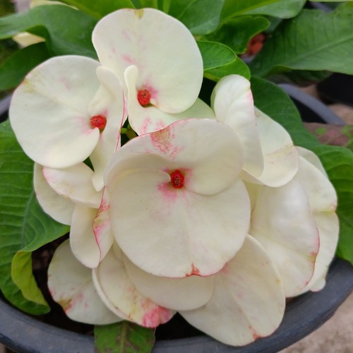 Pianta ibrida euphorbia - pianta,