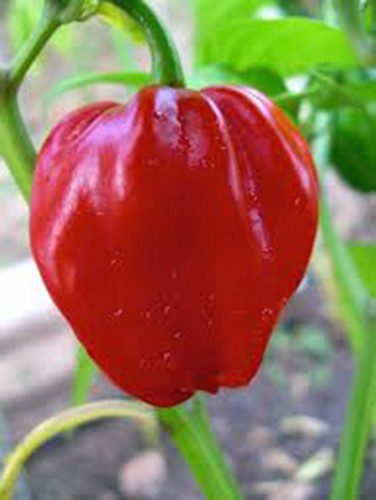Pepe hatero peperoncino - pepe,,