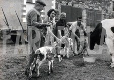 Foto vintage Francia, Fattori con vitellini, stampa 20x15 cm