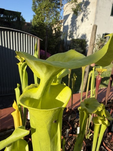 Sarracenia flava var maxima - sarracenia,