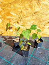 BRACHYCHITON BIDWILLII little kurrajong succulentCAUDEX bonsai AUSTRALIA 60/70cm