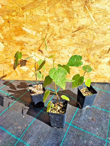 Brachychiton bidwillii little - brachychiton,