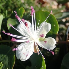 OFFERTA! 2 PIANTE CAPPARIS