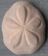 Fossile di Riccio di Mare a Fiore 5 Petali 11.4cm Barbados Clypeaster Rosaceus