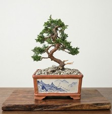 Bonsai di Ginepro Kishu in