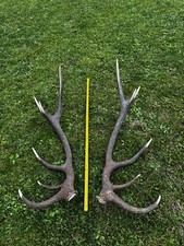Coppia palchi corna di cervo