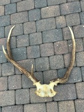 Corna di cervo, cervo, corna