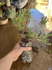 Bonsai Timo . Macchia