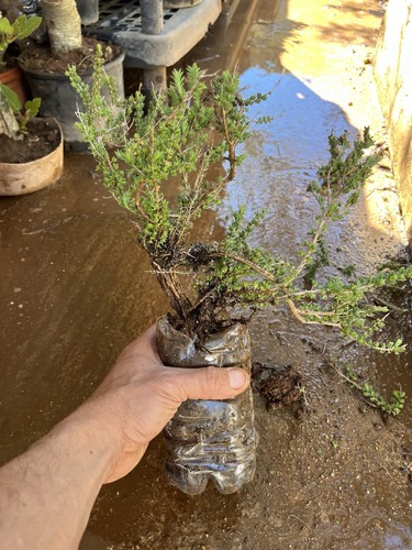 Bonsai timo macchia - timo, .