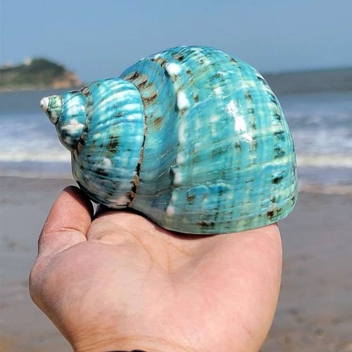Conchiglia mare naturale 10 - mare,