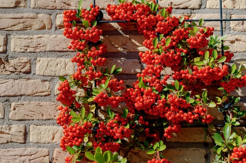 Piracanta rossa pyracantha - piracanta, "pyracantha