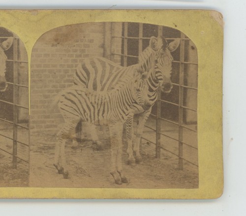 Zebra femmina con colt genere - zebra,