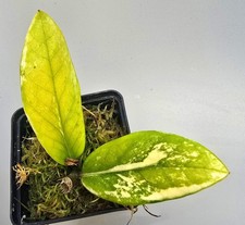 Zamioculcas zamiifolia - zamioculcas,