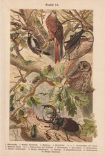 Uccello Picchio Variopinto