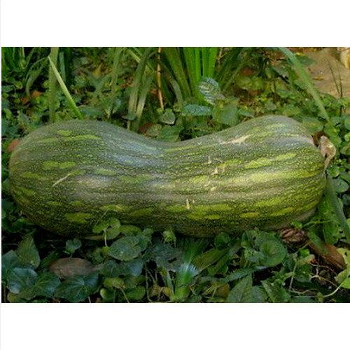 Semi zucca gialla - semi, di