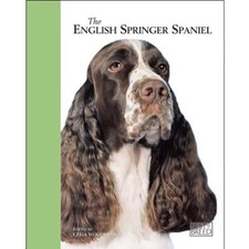 English Springer Spaniel -