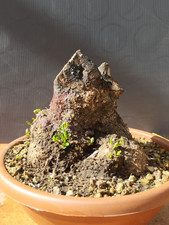 Bonsai Olivastro 17x15cm In