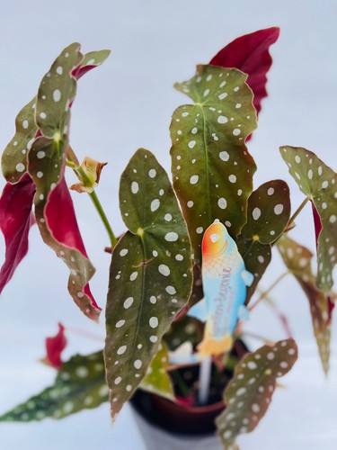 Begonia maculata wightii vaso - begonia,