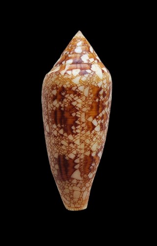 Shell conchiglia conus - shell,