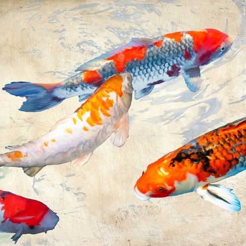 Quadro animale acquario pesce - animale,