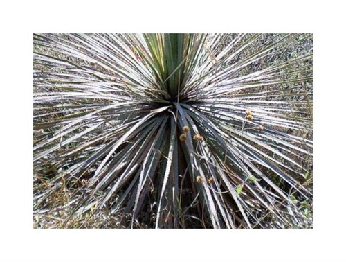 10x dasylirion parryanum - 10x,