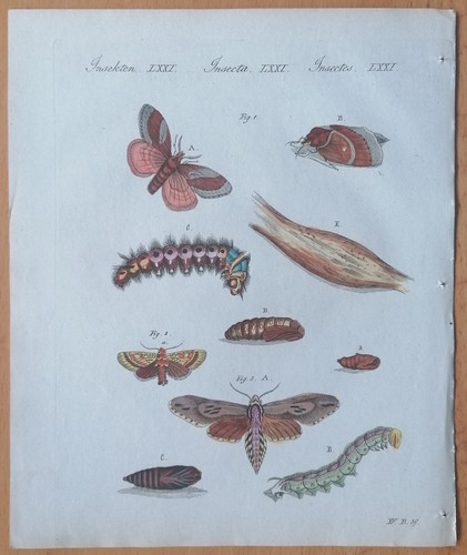 Farfalla falena stampa - farfalla,