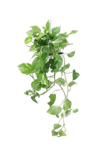 Pianta pothos di - pianta,